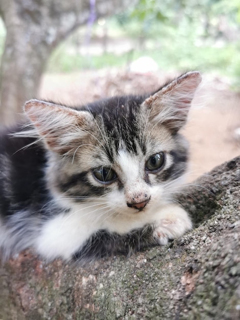 Un gato sentado en el árbol.