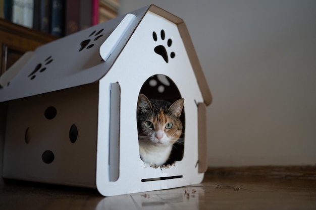 Gato sentado en una caja de cartón casa cero residuos para animales concepto de hogar de mascotas ecológico