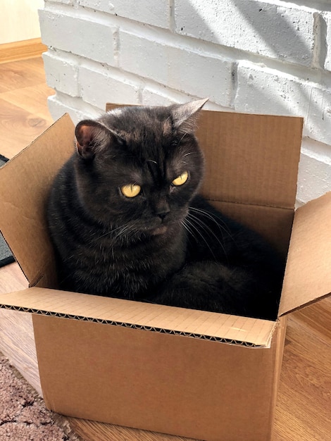 Gato sentado en caja de cartón