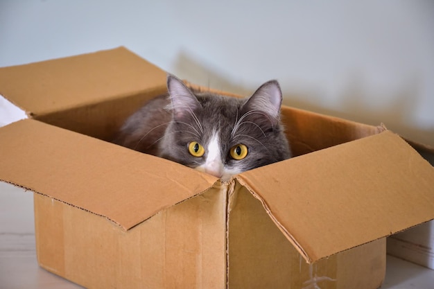 Gato sentado en una caja, retrato de gato