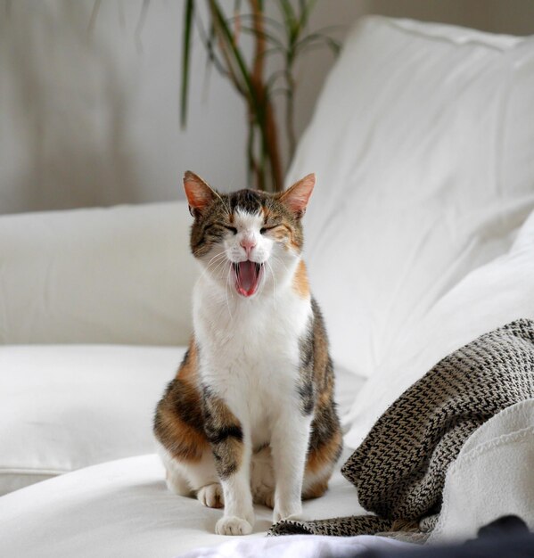 Foto gato sentado en la cama en casa