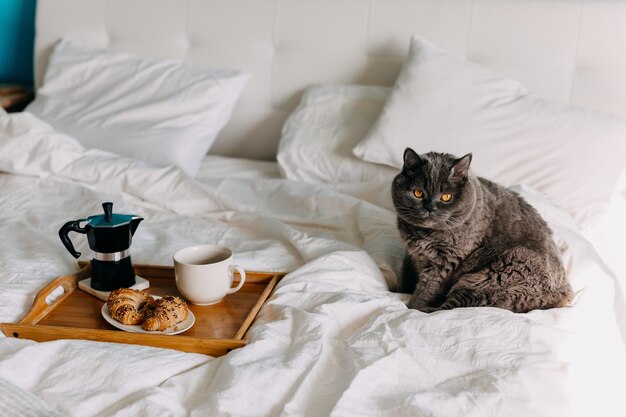 Gato sentado en la cama junto a una bandeja de madera con croissants y una taza de café