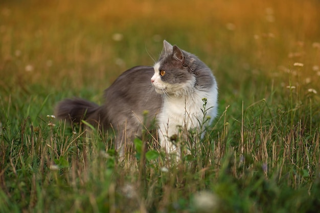 Gato sentado en el campo el día de otoño Gato esponjoso en el parque de otoño Gato Sute en otoño