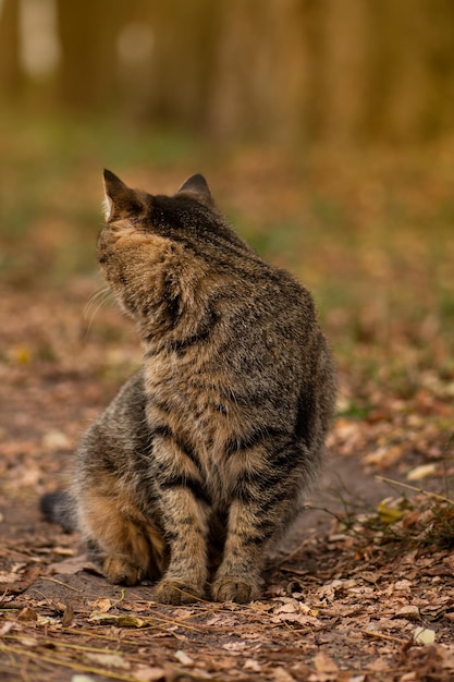 Gato sentado en el campo el día de otoño Gato en las hojas amarillas en el parque