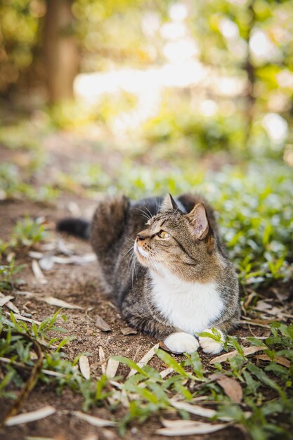 Foto gato sentado en un campo