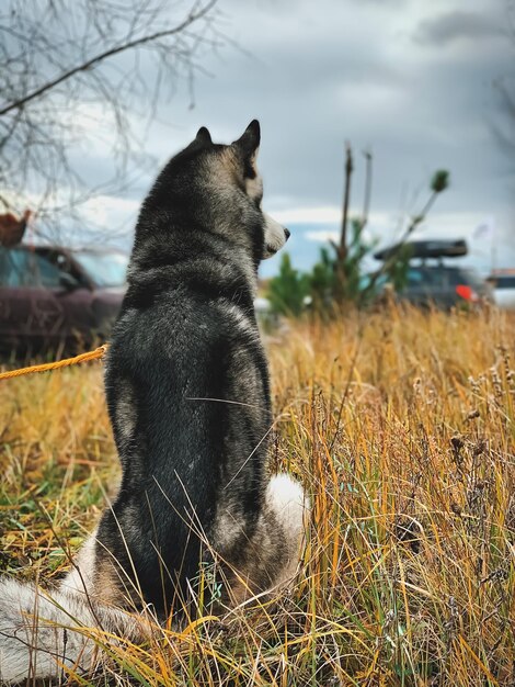 Foto gato sentado en el campo