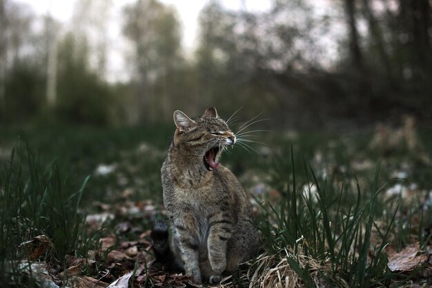 Gato sentado en el campo