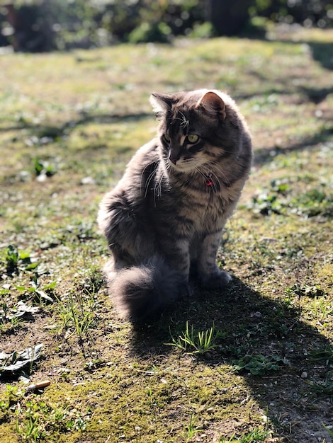Gato sentado en el campo