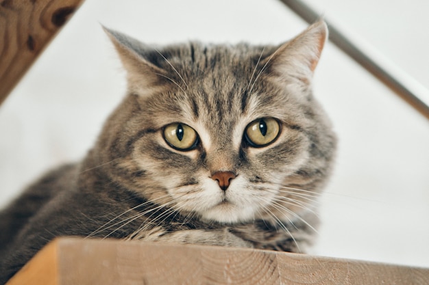 Gato sentado. cara de animal de cerca