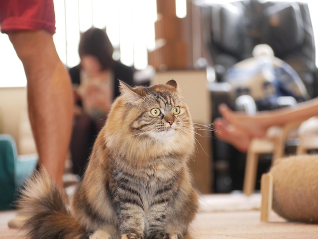 Foto gato sentado en casa