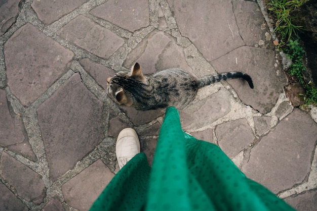 Foto un gato sentado cerca de los pies de una chica vista desde arriba