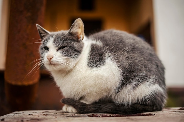 Un gato sentado en un clima frío afuera en el campo