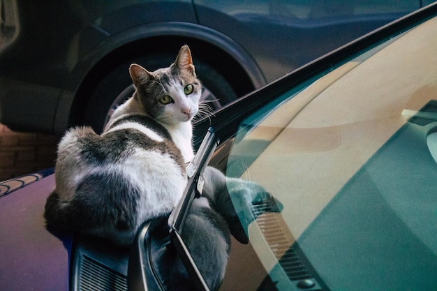 Gato sentado en un coche
