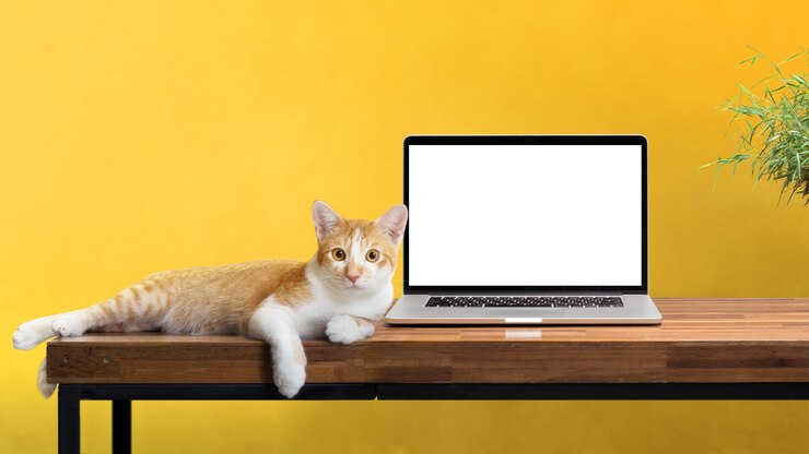 Foto gato sentado con la computadora portátil en blanco en la mesa de madera aislada en blanco