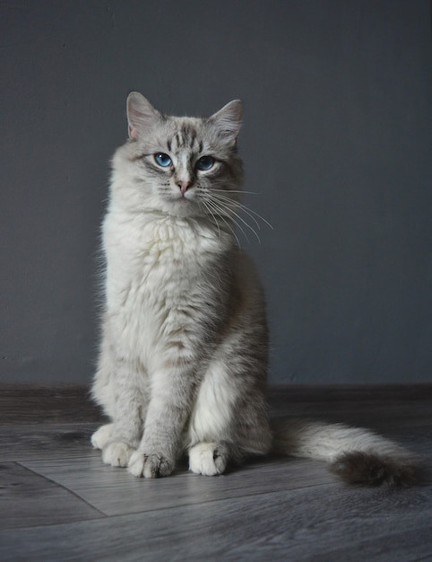 Gato sentado contra una pared gris