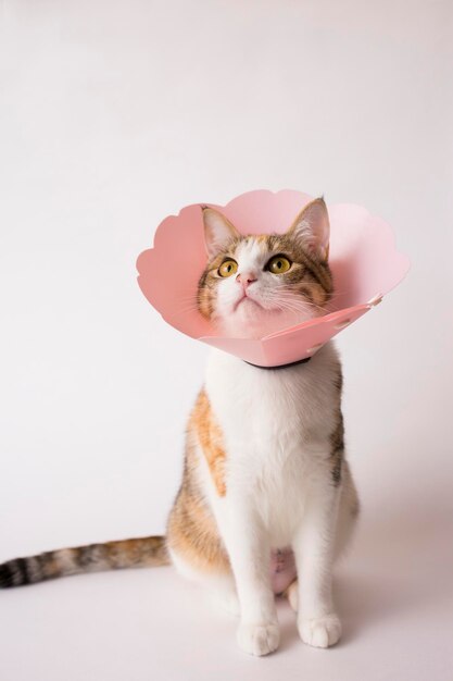 Foto gato sentado contra um fundo branco