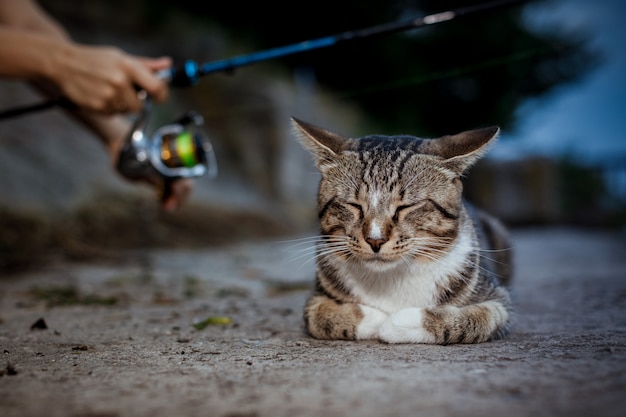 Gato sentado e esperando na praia, pescador com roda de vara de pescar