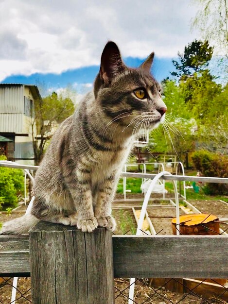 Gato sentado em madeira contra o céu