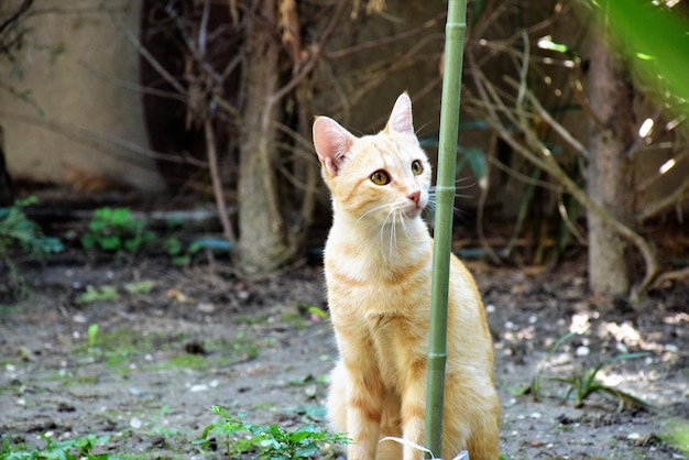 Foto gato sentado em um campo