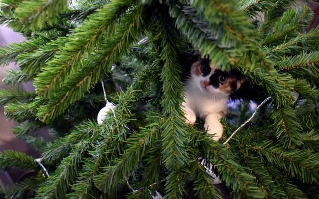 Gato sentado em uma árvore de Natal verde