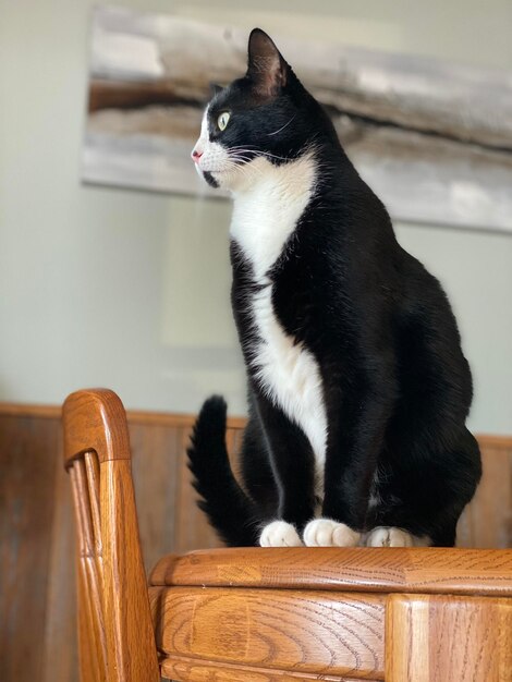 Foto gato sentado em uma cadeira