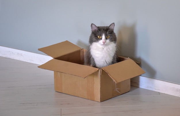 Foto gato sentado em uma caixa, retrato de gato