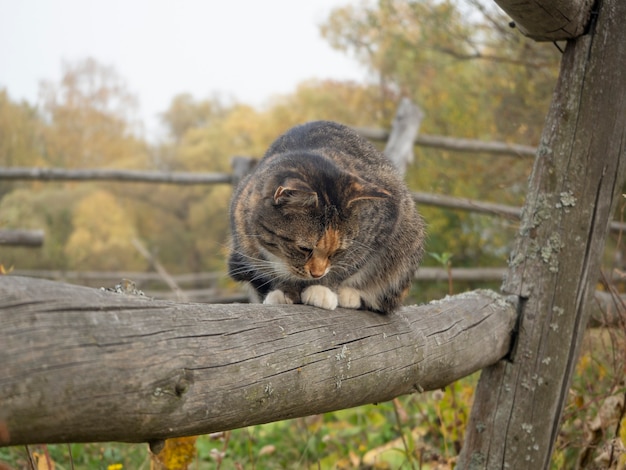 Gato sentado em uma cerca de madeira no outono na vila