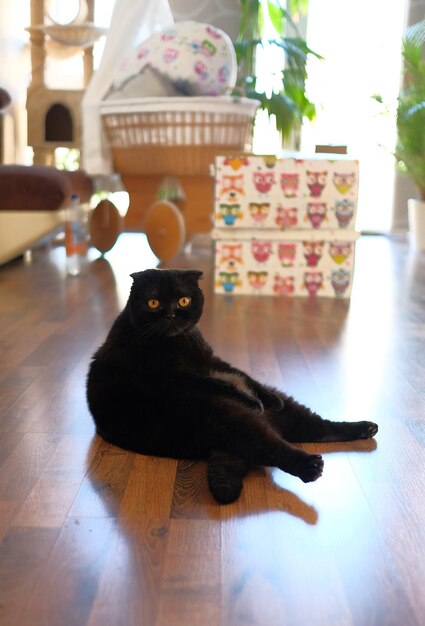 Foto gato sentado em uma mesa