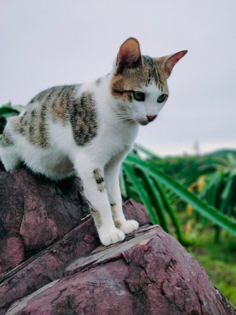 Foto gato sentado em uma parede