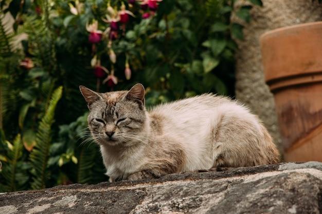 Gato sentado em uma rocha