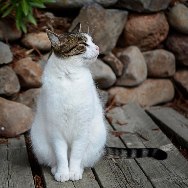 Gato sentado em uma tábua de madeira contra uma parede de pedra