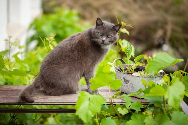 Foto gato sentado em uma tábua de madeira