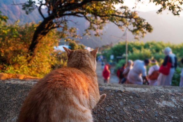 Gato sentado en la escalera de piedra y mirando a la gente