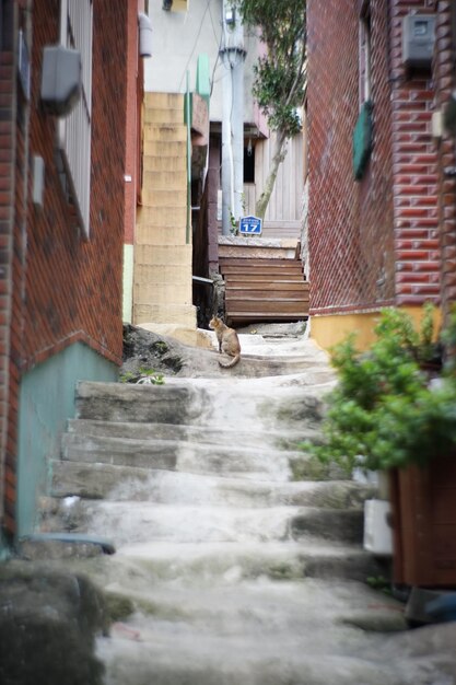 Gato sentado en los escalones