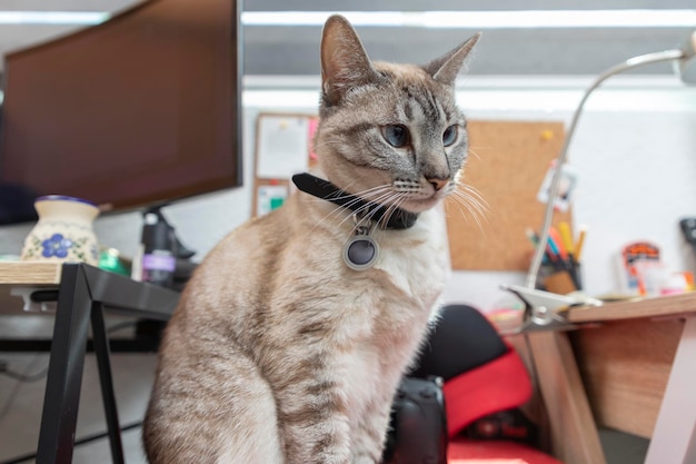 Un gato sentado en el escritorio de una casa mientras su dueño trabaja en casa