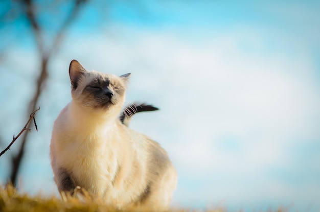 Foto un gato está sentado en la hierba y mirando hacia arriba