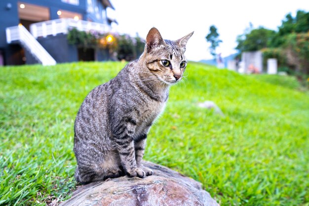 Gato sentado en la hierba