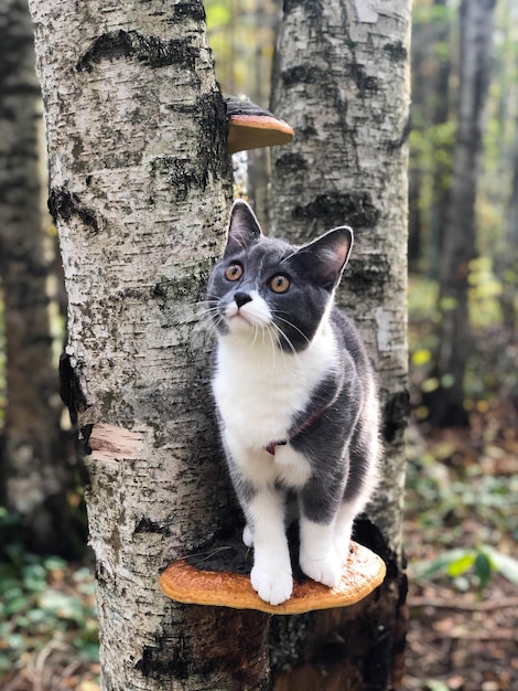 Foto gato sentado en un hongo en el bosque