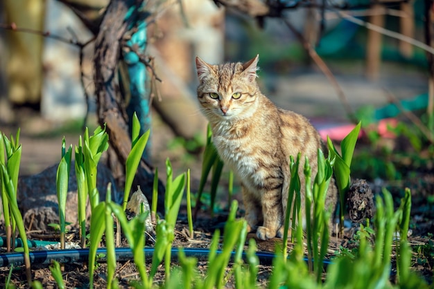 Gato sentado en un jardín en primavera