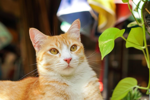 El gato sentado en el jardín se ve muy lindo.