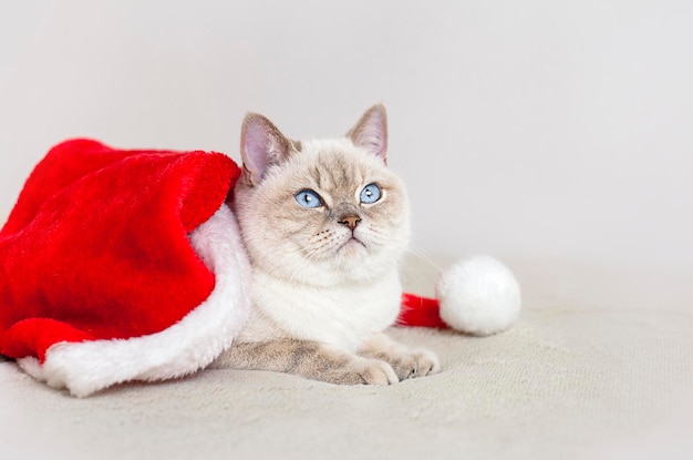 gato sentado de lado en un sombrero de navidad