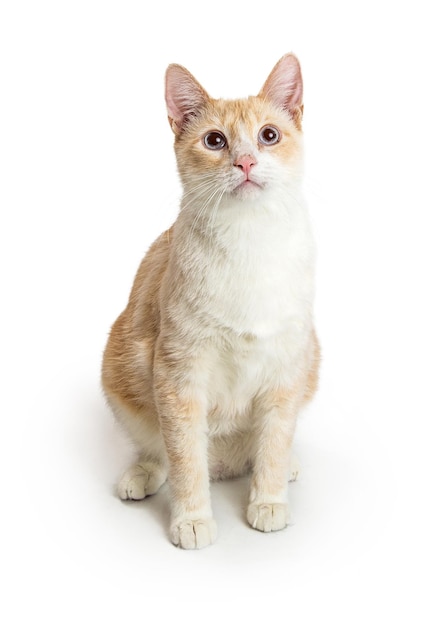 Gato sentado laranja e branco