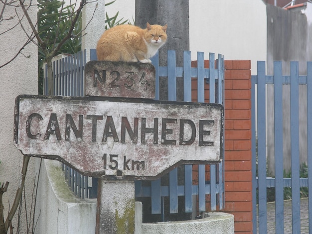 Gato sentado en un letrero de información