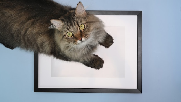 Un gato sentado en la mesa azul pastel.