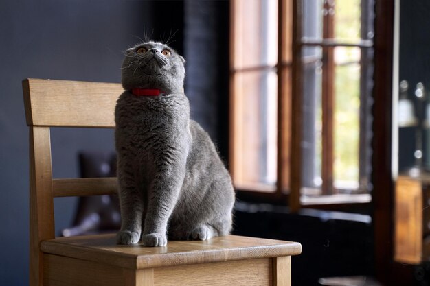 Foto gato sentado en la mesa en casa