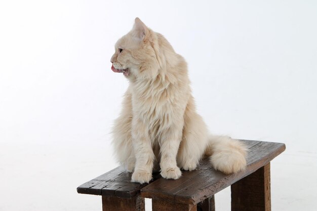 Foto gato sentado en la mesa contra un fondo blanco