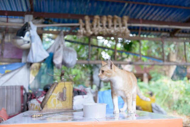 Foto gato sentado en la mesa