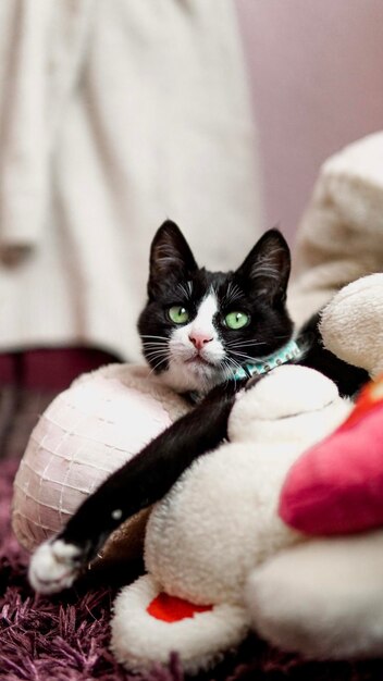 Foto gato sentado na cama