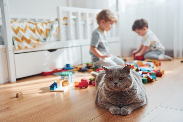 Gato sentado na frente de dois meninos que se divertem dentro de casa no quarto com conjunto de construção de plástico