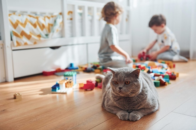 Gato sentado na frente de dois meninos que se divertem dentro de casa no quarto com conjunto de construção de plástico